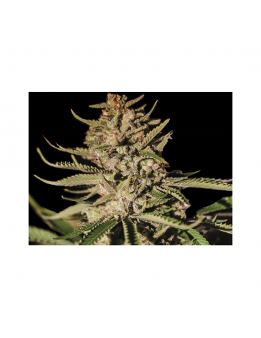 Exclusive Seeds Kush Exclusive Fem - Imagen 1