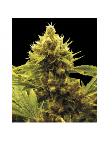 Exclusive Seeds Cheese x Critical Fem - Imagen 1