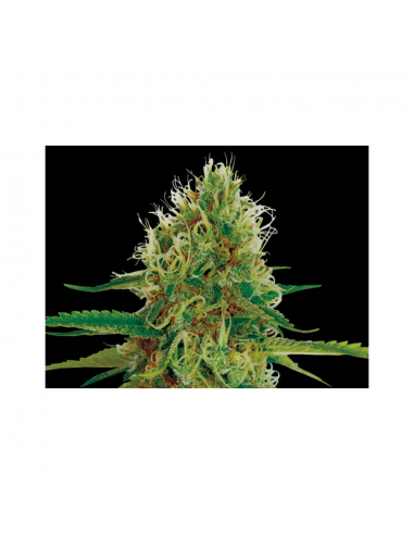 Exclusive Seeds Amnesia Fem - Imagen 1