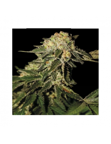 Exclusive Seeds Super Mandarina Fem - Imagen 1