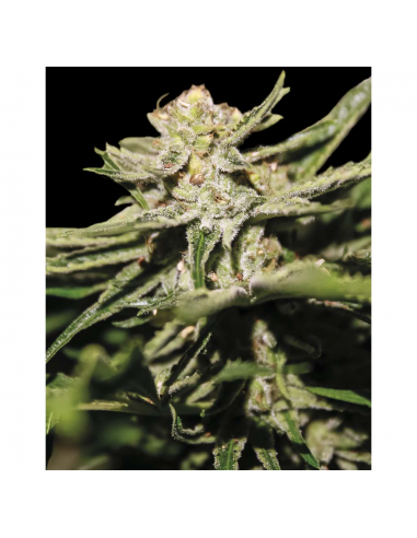 Exclusive Seeds Nemo Fem - Imagen 1