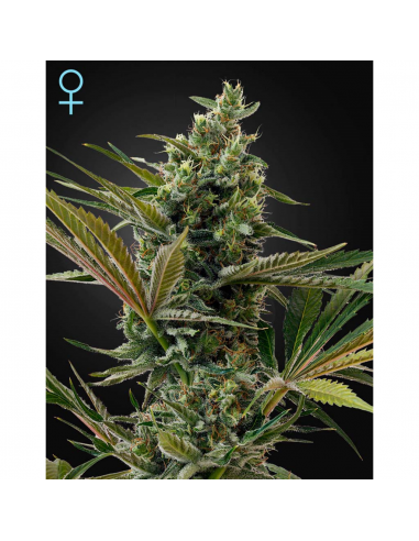 Exclusive Seeds Limon Haze Fem - Imagen 1