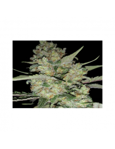 Exclusive Seeds Auto Critical - Imagen 1