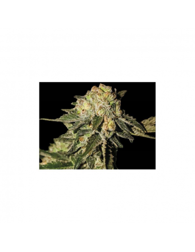 Exclusive Seeds Auto Mandarina - Imagen 1