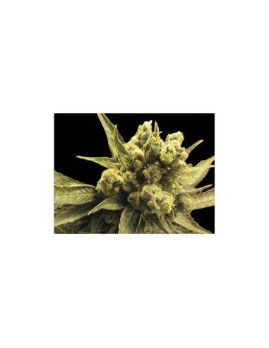 Exclusive Seeds Auto Nemo - Imagen 1