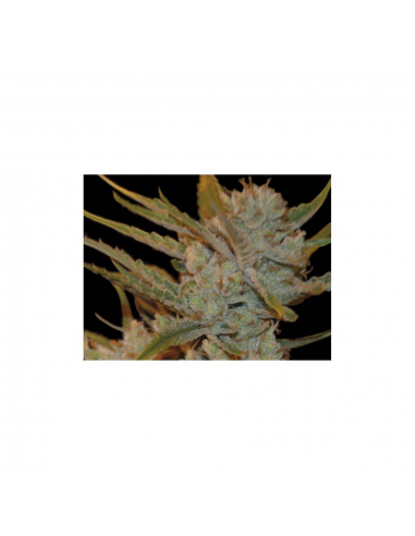 Exclusive Seeds Auto Oxus - Imagen 1