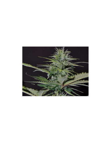 Exclusive Seeds Auto Bilberry - Imagen 1