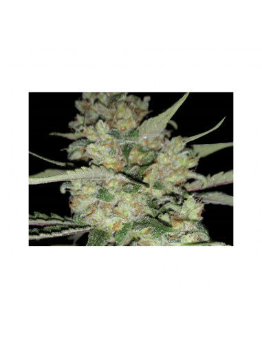 Exclusive Seeds Critical Exclusive 10Und Reg - Imagen 1