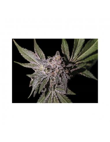 Exclusive Seeds Limon Haze 10 Und Reg - Imagen 1