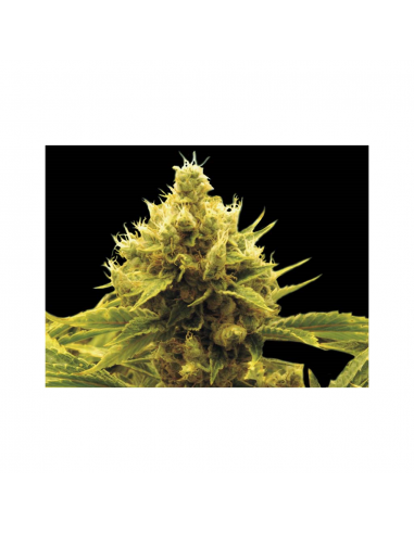 Exclusive Seeds Cheese x Critical 10 Und Reg - Imagen 1