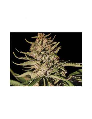 Exclusive Seeds Kush Exclusive10 Und Reg - Imagen 1