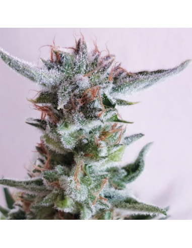 Exclusive Seeds City Kush Fem - Imagen 1