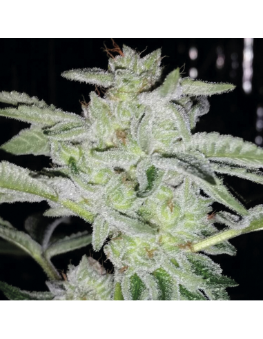 Exclusive Seeds Earth Kush Fem - Imagen 1