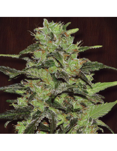 Exclusive Seeds Gasoline Fem - Imagen 1