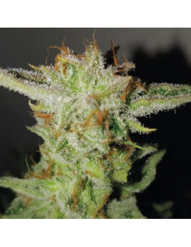 Exclusive Seeds Super Larry O.G Fem - Imagen 1