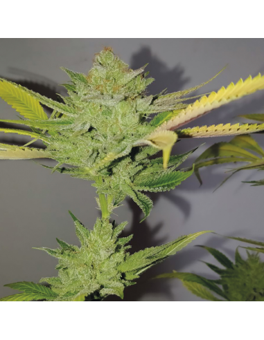 Exclusive Seeds Dr. Lemon O.G Fem - Imagen 1