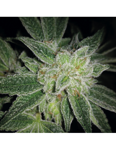 Exclusive Seeds Auto Big Blue - Imagen 1