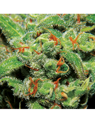 Exclusive Seeds Auto Tasty - Imagen 1