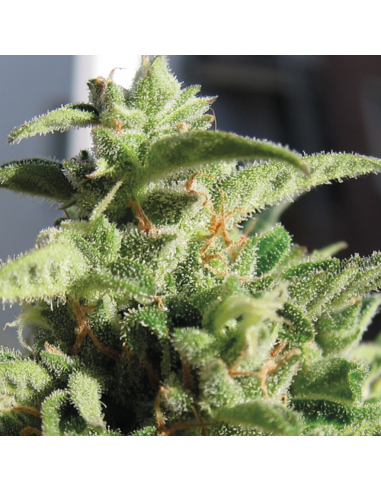 Exclusive Seeds Auto Mozar - Imagen 1