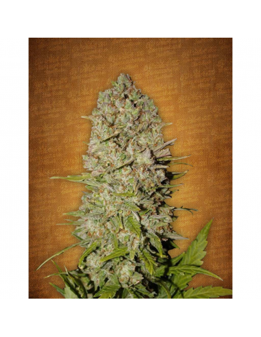 FastBuds Seeds Pineapple Express Auto - Imagen 1