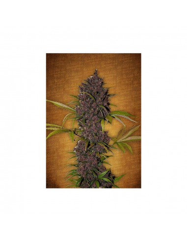 FastBuds Seeds LSD-25 Auto - Imagen 1