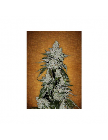 FastBuds Seeds Girl Scout Cookies Auto - Imagen 1