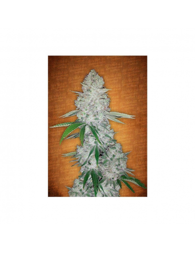 FastBuds Seeds Gorilla Glue Auto - Imagen 1