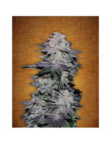 FastBuds Seeds Blackberry Auto - Imagen 1