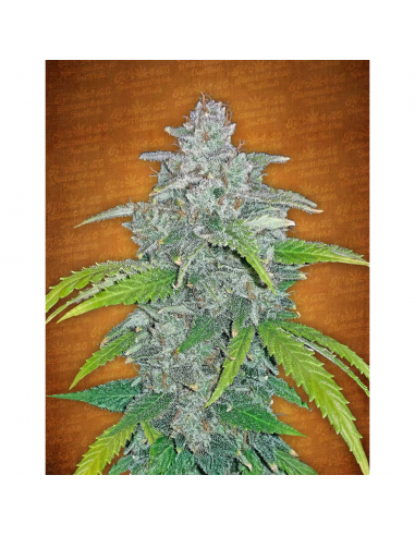 FastBuds Seeds Blue Dream Matic 3Und - Imagen 1