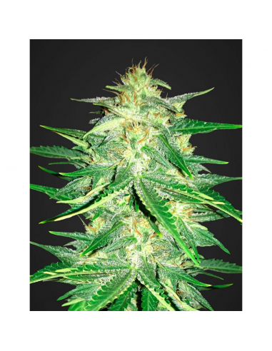 FastBuds Seeds Lemon AK Auto - Imagen 1