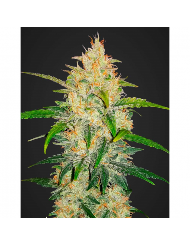 FastBuds Seeds Zkittlez Auto - Imagen 1