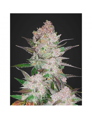 FastBuds Seeds Cream Cookies Auto 3Und - Imagen 1