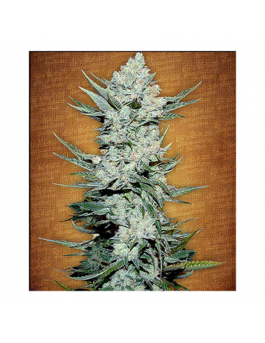 FastBuds Seeds Tangie Matic 3Und - Imagen 1