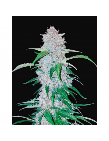 FastBuds Seeds Six Shooter 1Und - Imagen 1