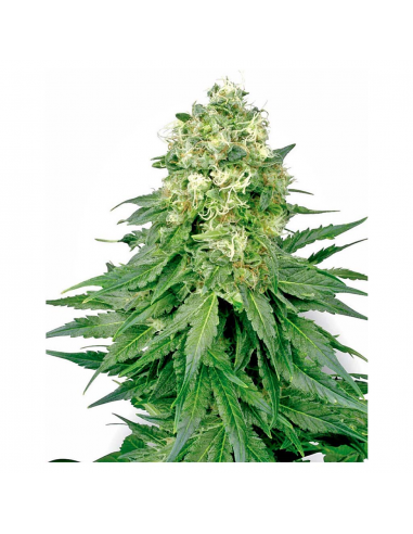 Female Seeds Purple Power Fem - Imagen 1