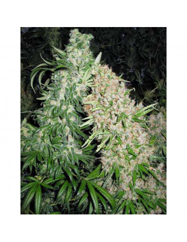 Female Seeds Skunk Special Fem - Imagen 1