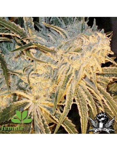 Female Seeds Northern Light Fem - Imagen 1