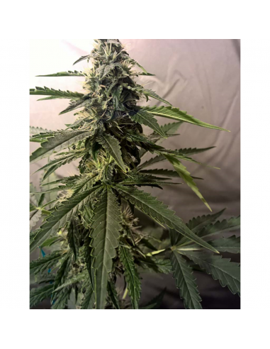 Female Seeds Lemon Kush Fem - Imagen 1