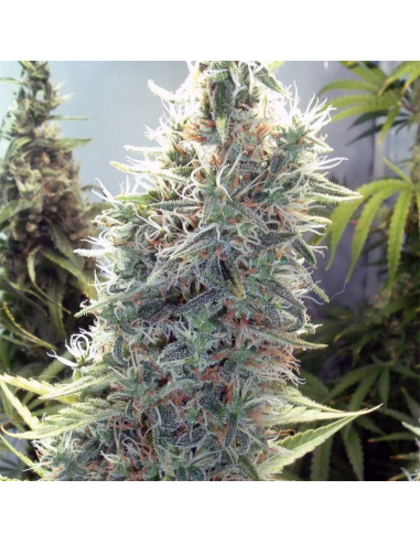 Female Seeds C99 Fem - Imagen 1