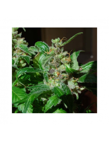 Female Seeds Black Sugar Fem - Imagen 1