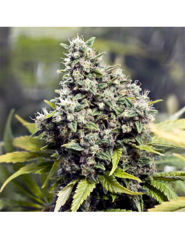 Female Seeds Grapefruit Fem - Imagen 1