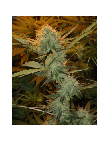 Female Seeds Purple Maroc Fem - Imagen 1