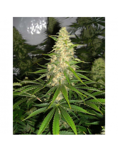 Female Seeds White Widow x Big Bud Fem - Imagen 1