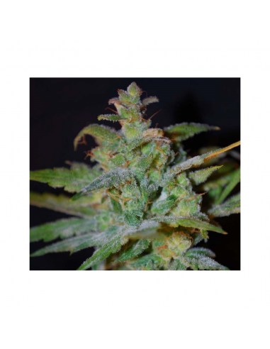 Female Seeds Auto AK - Imagen 1