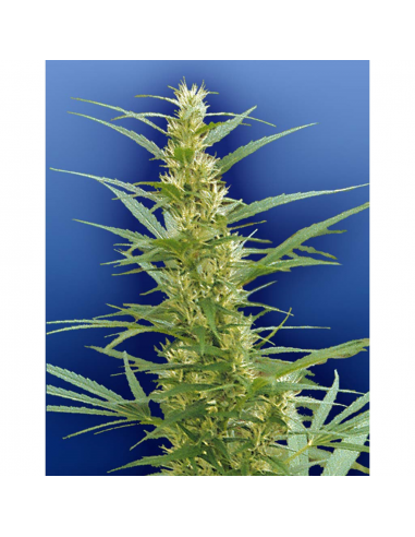 Flying Dutchmen Mixed Sativa Diva´S 10Und Reg - Imagen 1