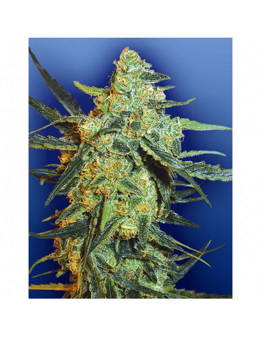 Flying Dutchmen Blueberry Skunk Fem - Imagen 1