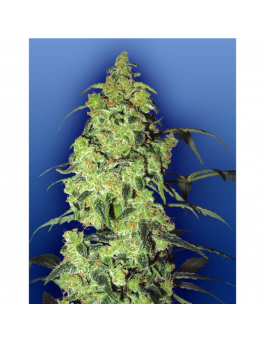 Flying Dutchmen White Widow Fem - Imagen 1