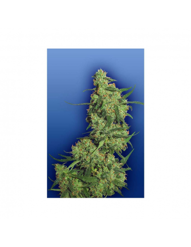 Flying Dutchmen Nepal Kush Fem - Imagen 1