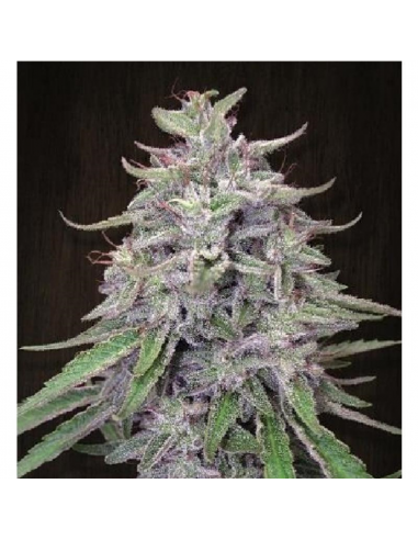 Ace Seeds Bangi Haze 10Und Reg. - Imagen 1