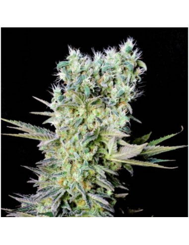 Genehtik Northern Lights X Fem. - Imagen 1